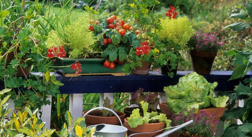 Zöldséget termesztenél az erkélyen? Ez a 7 fajta jól elvan balkonládában is