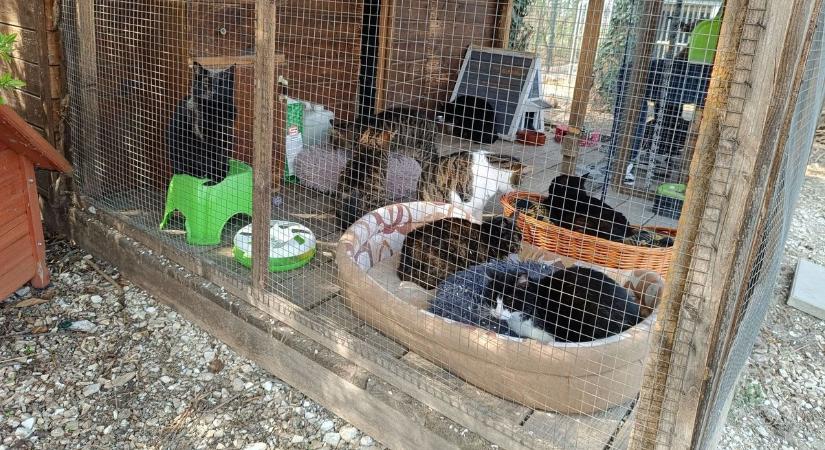 Nagy a baj: elfogyott a száraztáp és az alom!