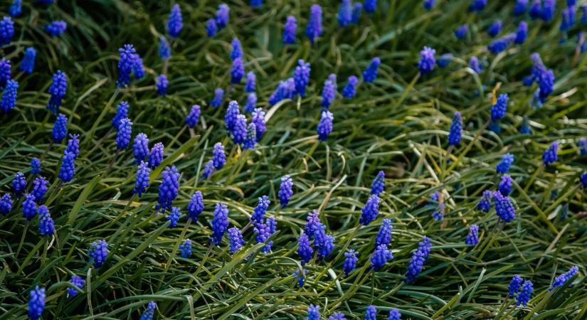 Védett növényeink: az epergyöngyike