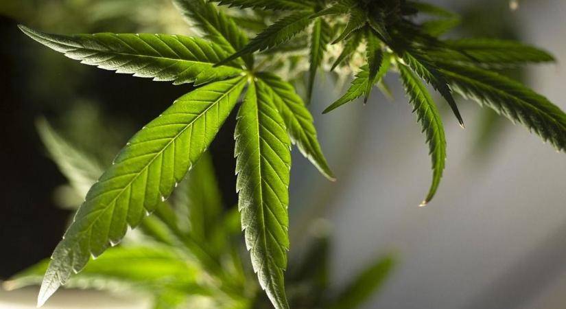 A terhesség alatti kannabiszfogyasztás hatása a gyermekekben kialakuló skizofréniára