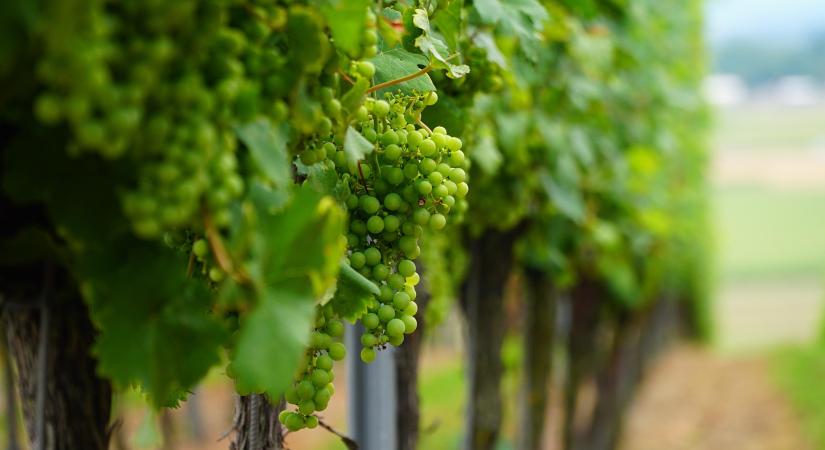 A metszés lehet a kulcs a szőlőkabóca elleni védekezésben