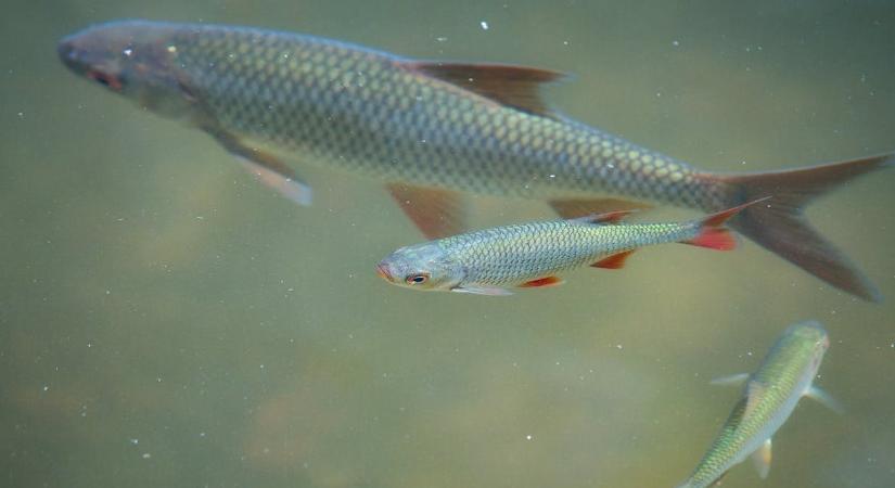 Fotó: hibridhalat fogott a magyar horgász, ilyet még biztos nem látott