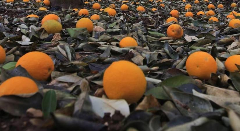 A Tisza Párt kampányváró ebédjével nevet a NER-en a Kiosk: narancsos bukta és közpénzsaláta