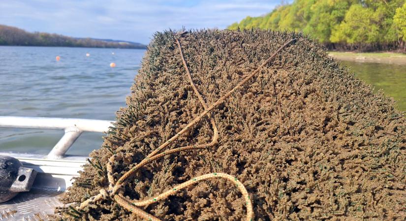 Süllőfészkekkel segítik az állomány növekedését
