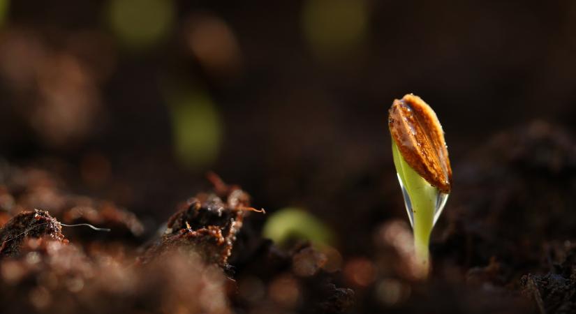 Talajállapot a növények tükrében