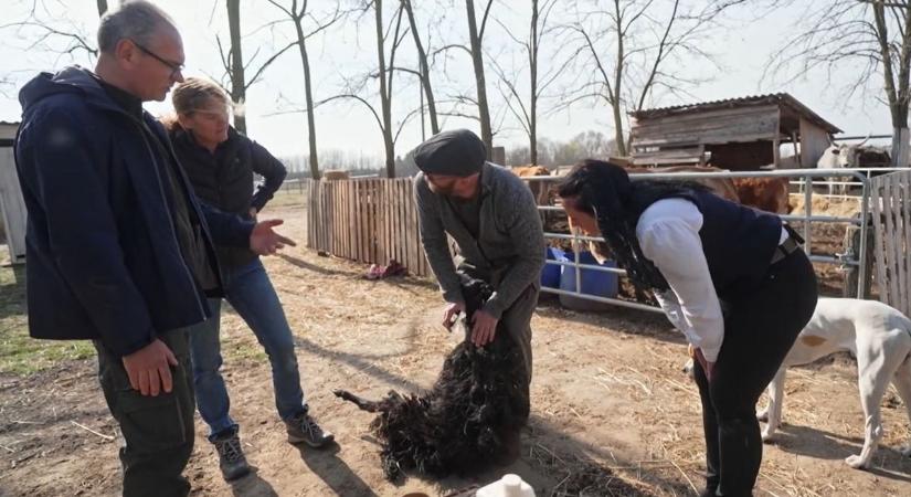 Nem csak nézik, csinálják is: városi nők ragadtak ollót Sipos Mihály tanyáján, hogy megtanulják a túlélést