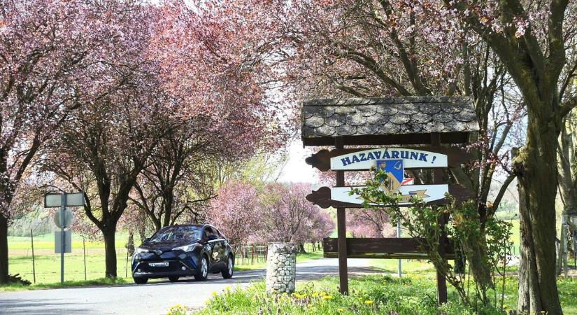 Nézd meg ezeket a gyönyörű zalai vérszilvafákat! Mutatjuk fotóinkat (galéria, videó)