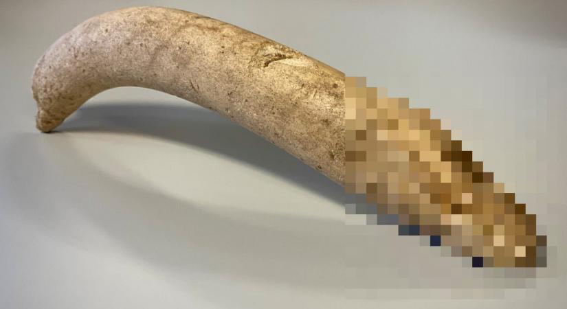 Irdatlan, 2000 éves csontpéniszre bukkantak egy holland múzeum raktárában