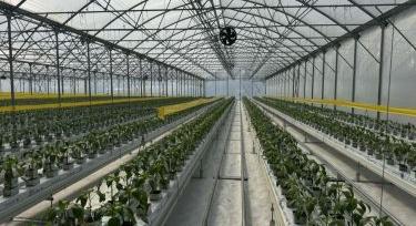 Szentesen épül a jövő kertészgenerációja