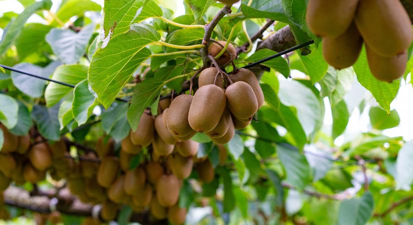 Hektáronként 40 tonna termés: te lecserélnéd az almát erre a szupernövényre?