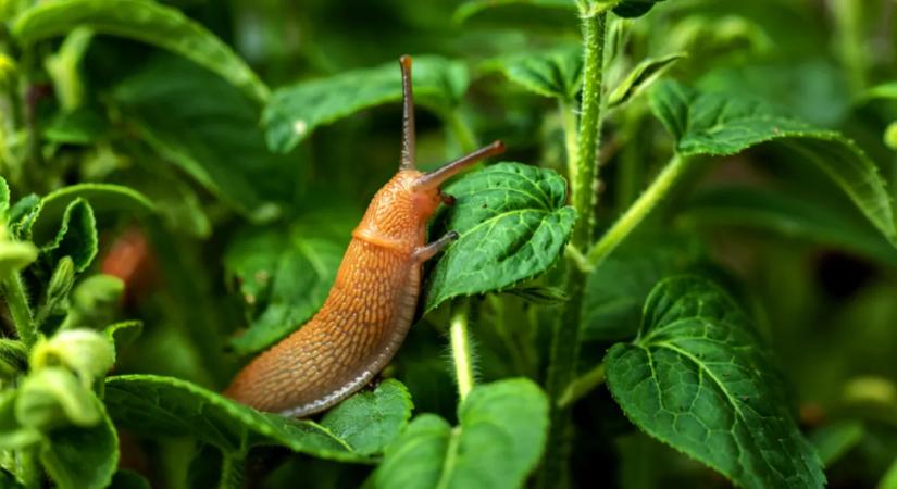 Így védheted meg a konyhakerted a meztelen csigáktól