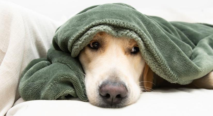 7 apró jel, amire kevesen figyelnek: így üzenheti a kutyád, hogy nincs jól