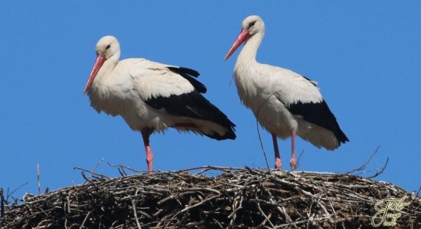 Megjött a párja! Megható pillanatok a kerekegyházi gólyafészekben