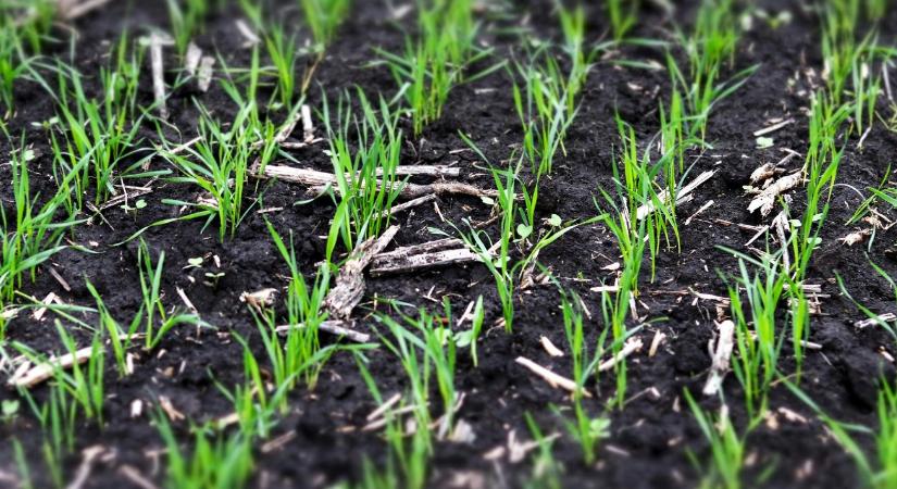 Talajmegújítás és takarónövények: így állhat át egy ökogazdaság a forgatás nélküli művelésre