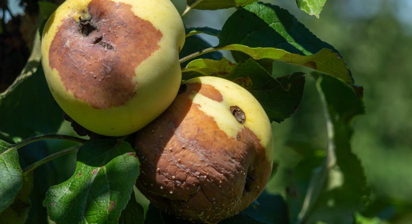 Lassú halál várhat a gyümölcsfádra, ha ezt nem csinálod meg tavasszal