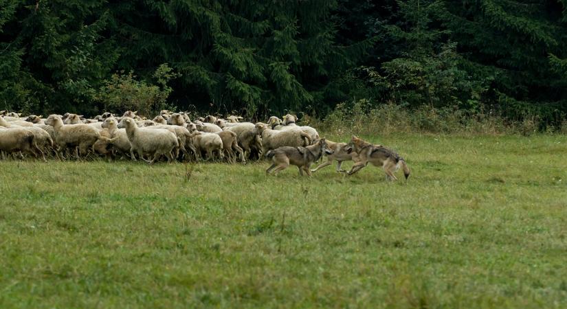 Vérszomjas farkast engedtek szabadon a határban: tiltakoznak a juhtartók