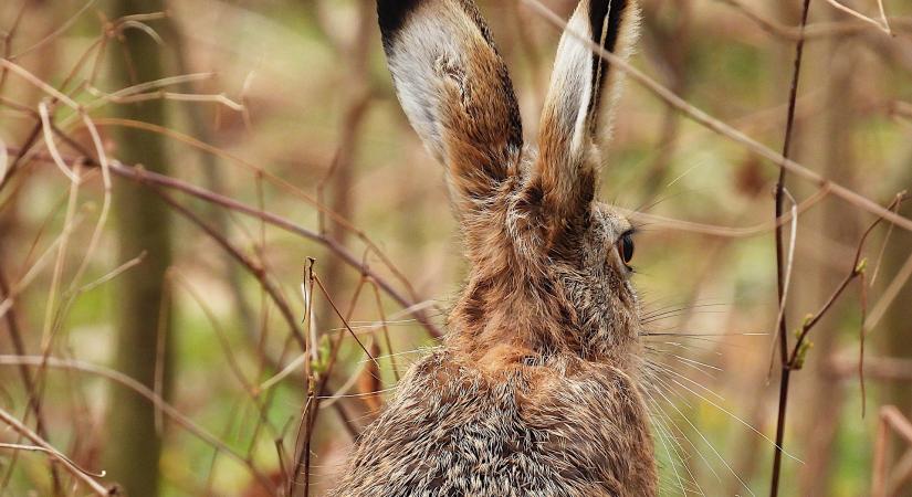 Új domináns faj a hazai vadvilágban