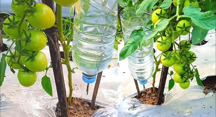 A szomszédom elárulta a 100-as szabályt: Így öntözz alulról, és ötször annyi termésed lesz, mint tavaly