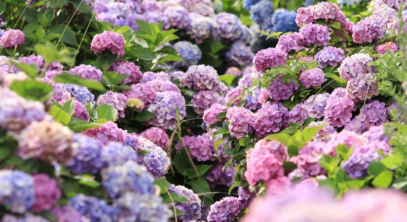 Hortenziád van? Ezt rontják el a legtöbben tavasszal