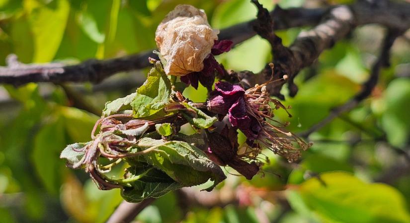 Tafrina és monília: a veszély nem múlt el, csak most jön a neheze!