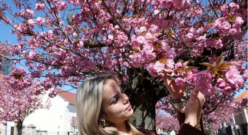 Rózsaszín sziromfelhő borította be a várost: mindenki a kaposvári japán cseresznyefák csodájára jár