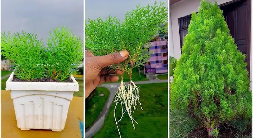 Ez az igénytelen örökzöld tízszer szebb a tujánál, és sosem barnul be