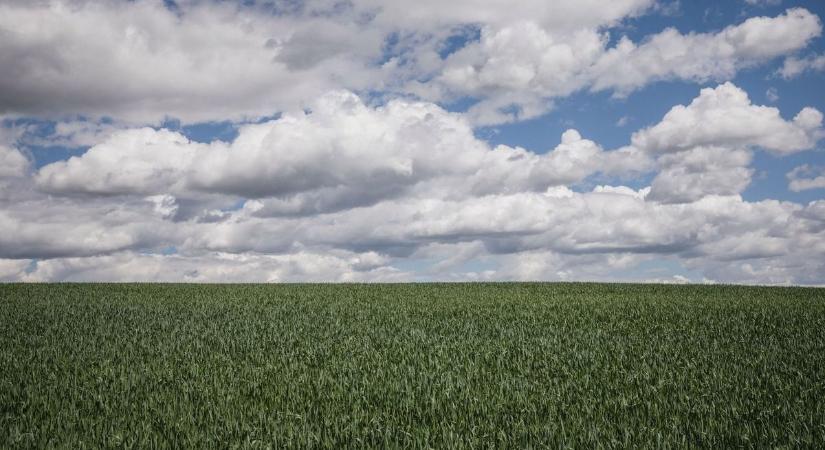 Még a húsvéti eső sem volt elég! Továbbra is szomjazik a baranyai föld