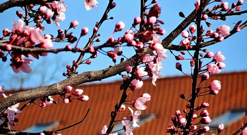 Készülj, ha nem figyelsz, idén se lesz barackod!