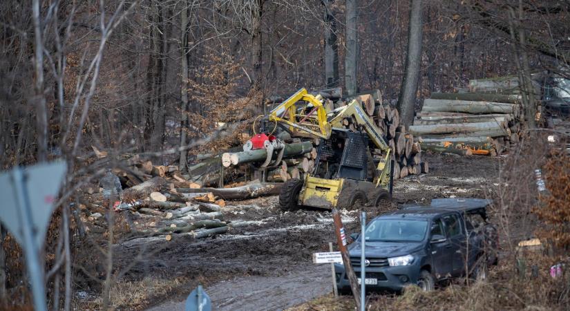 Már a fák sincsenek biztonságban, félő, hogy az Orbán-kormány az állami erdőket is alapítványoknak adja