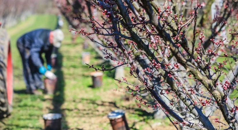 Figyelem, jönnek a fagyok! Itt vannak a szabályok a mezőgazdasági kárbejelentésekkel kapcsolatban! Ezt jobb ha mindenki tudja!