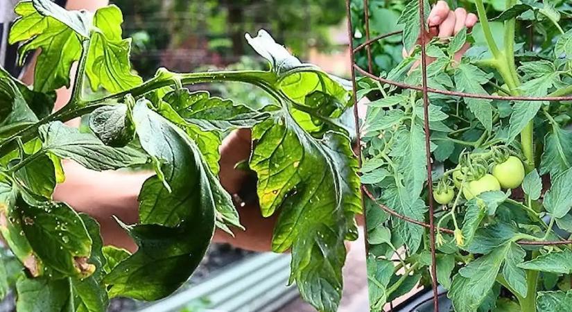 Ha ezt az apró jelet látod a paradicsomon, 48 órád maradt, mielőtt az egész tő elpusztul