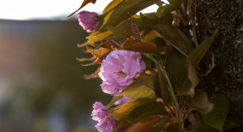 Tavaszi szépség a japán cseresznyefák alatt Fejérben (galéria)