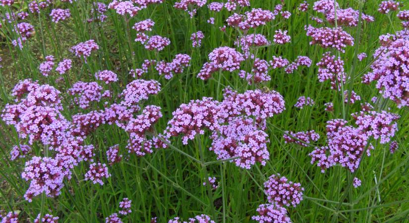 Most kell vetni az ernyős verbénát, a falusi kertek gyönyörű virágát