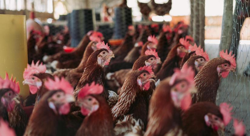 A csirkecomb feldolgozói értékesítési ára mérséklődött