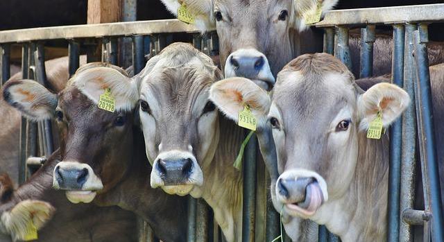 A vágótehén termelői ára 30 százalékkal emelkedett