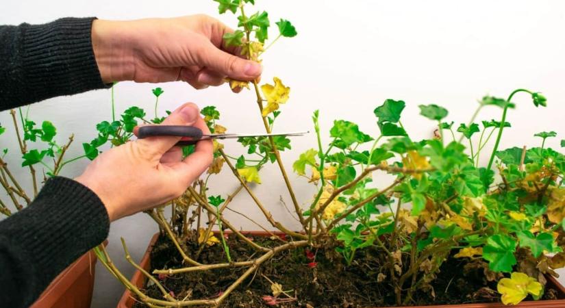 Ettől az egyszerű trükktől októberig tele lesz virággal a muskátli, a magyarok mégsem alkalmazzák