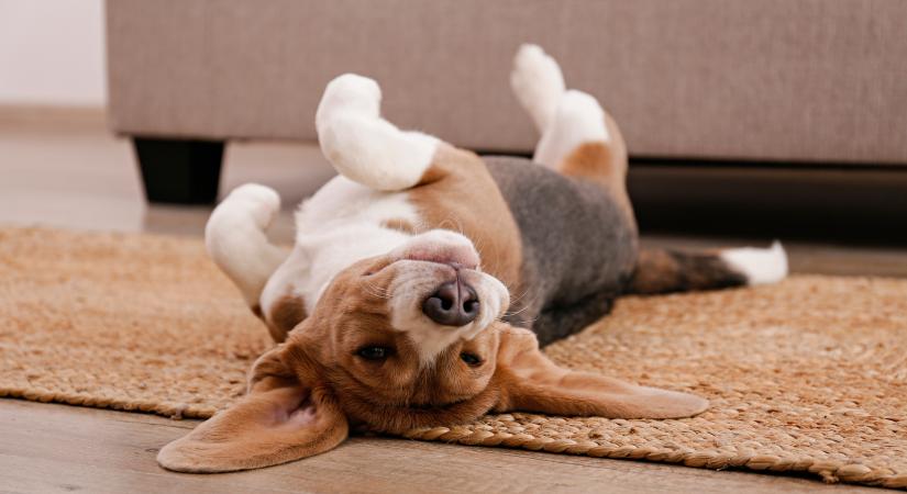 Mit jelent, ha a kutyád folyton hanyatt dobja magát? Ez lehet az oka!