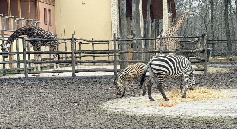 Megvan a neve a vadaspark imádnivaló zebracsikójának – A látogató hozták meg a döntést