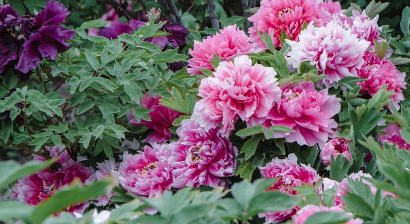 A pünkösdi rózsa ezt igényli áprilisban, hogy nagyobbak legyenek a virágai