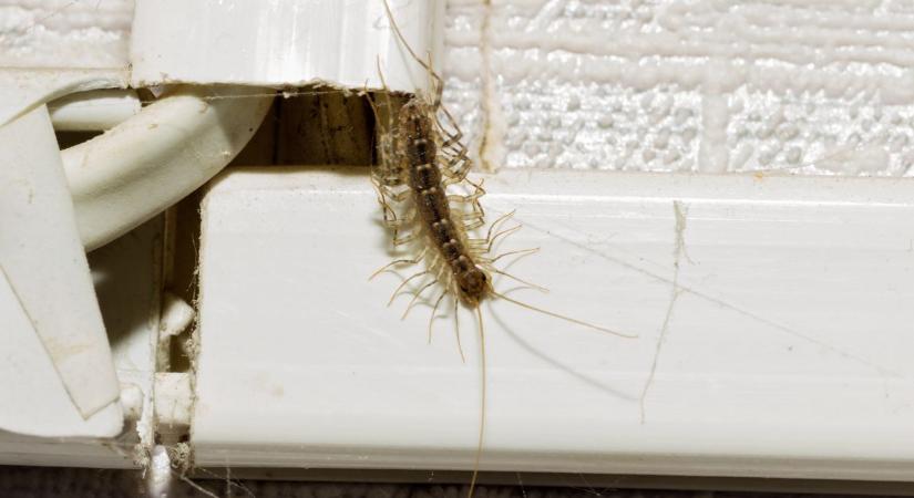 Százlábú a lakásban: nem véletlenül nálad jelenik meg – mutatjuk, mit tehetsz