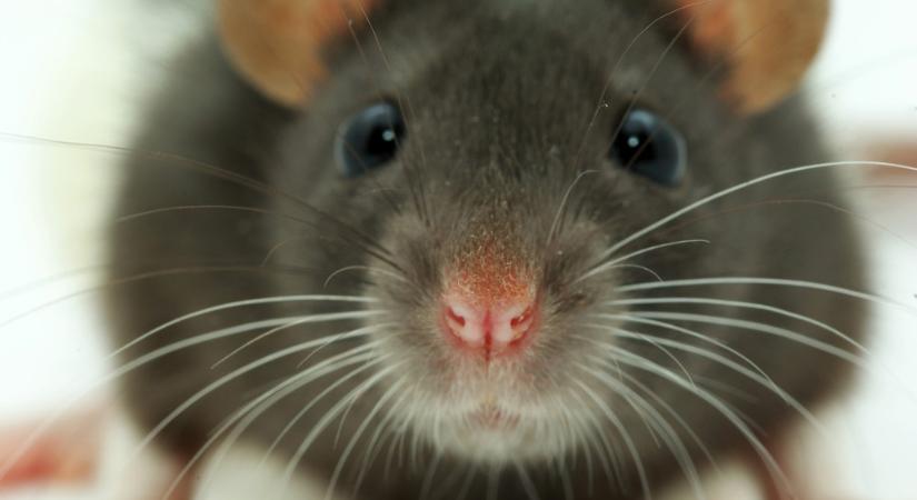 Hihetetlen, de igaz: egy patkány mentett meg életeket a taposóaknák földjén