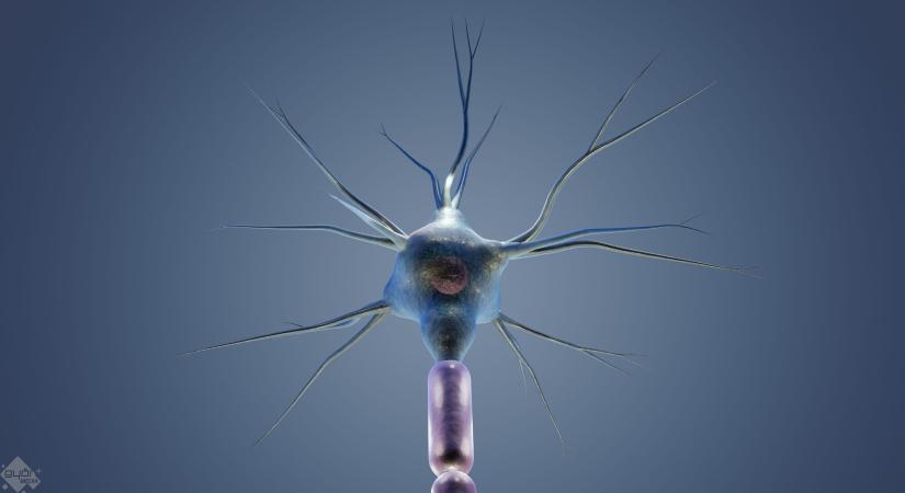 Műtét közben „láthatóvá” vált az agy működése – magyar kutatók áttörése új korszakot nyithat