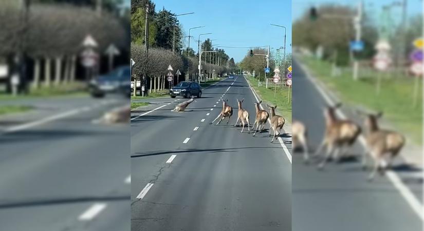 Centiken múlt a tragédia a Balatonnál: Pánikoló őzek rohantak az autók közé a 7-es főúton