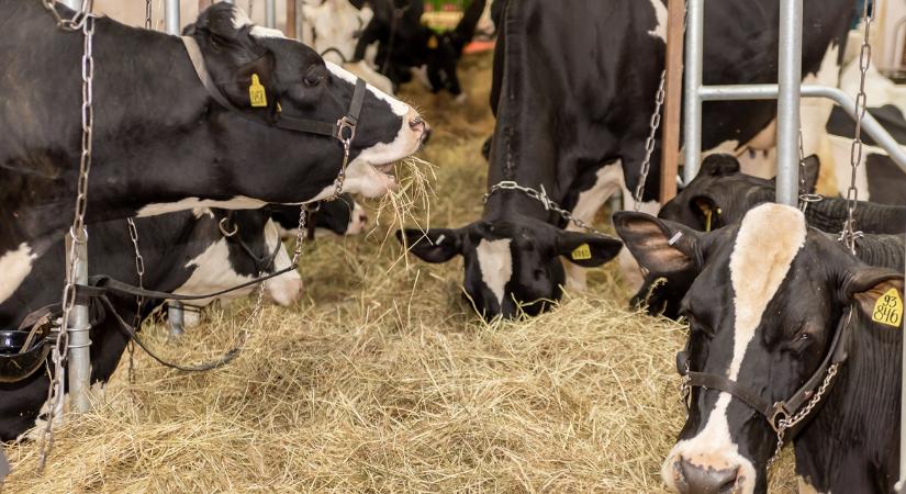 Mit titkol ez az ország? Gyanús kényszervágások borzolják a kedélyeket