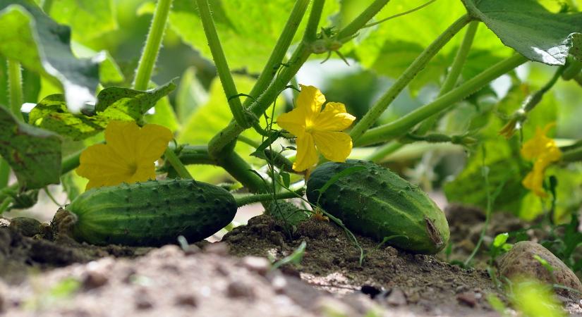 Uborkád van? Ezen múlik, mennyi termést hoz idén