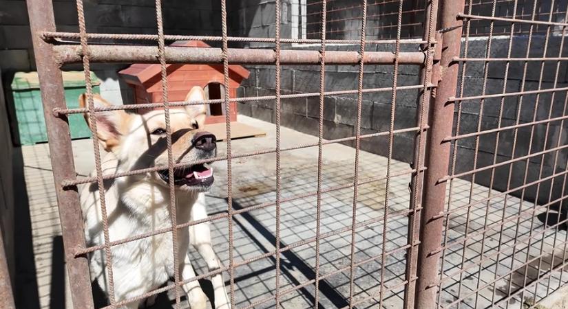 Szépülnek a kennelek az Ady úti telephelyen