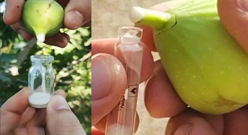 Falun ezért gyűjtik titokban a füge tejet, teljes mértékben elképedtünk, hogy mire használják