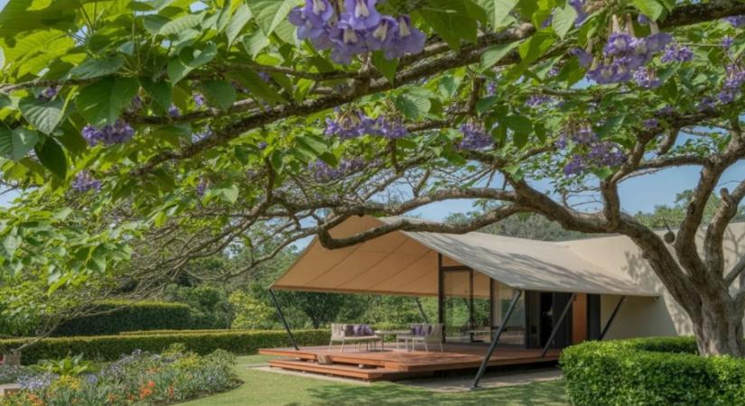 Gyorsan növő fa, ami hűti a teraszt – és nem takarja el a kilátást: ezért ajánlják most a szakértők