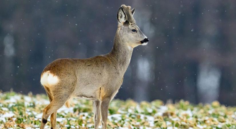 Komoly következményekkel járhat a szarvasagancs gyűjtése
