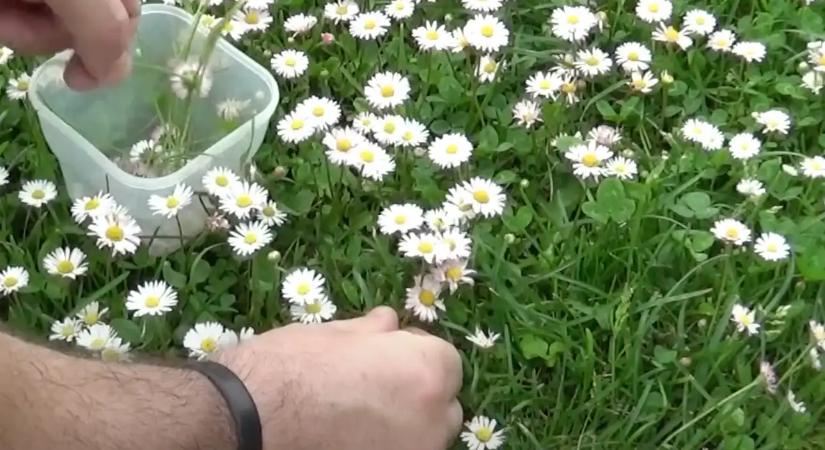 A kertész figyelmeztet: Ezért nem jelent jót, ha százszorszép nő a kertedben